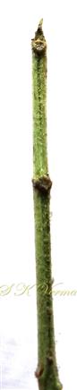  Apex of Rachis (Appendage)